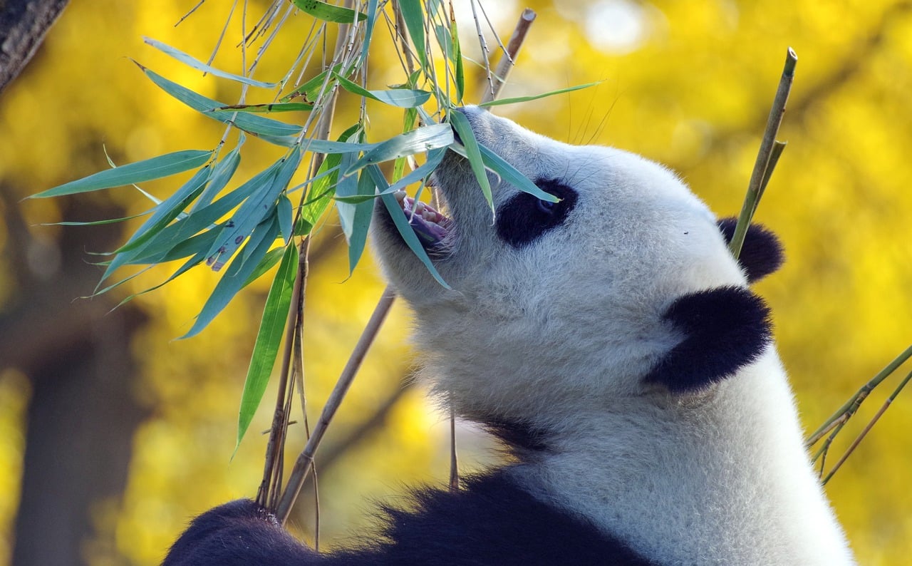 Curiosidades Sobre A China Que Você Precisa Saber 