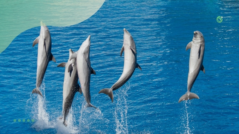 Curiosidades a respeito de bichos selvagens