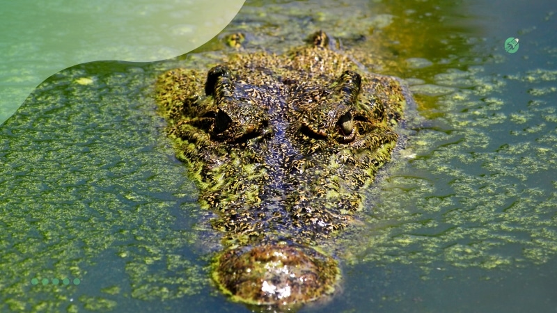 Fatos curiosos sobre animais da selva 